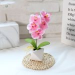Orchidée Phalaenopsis colorée pour embellir votre espace