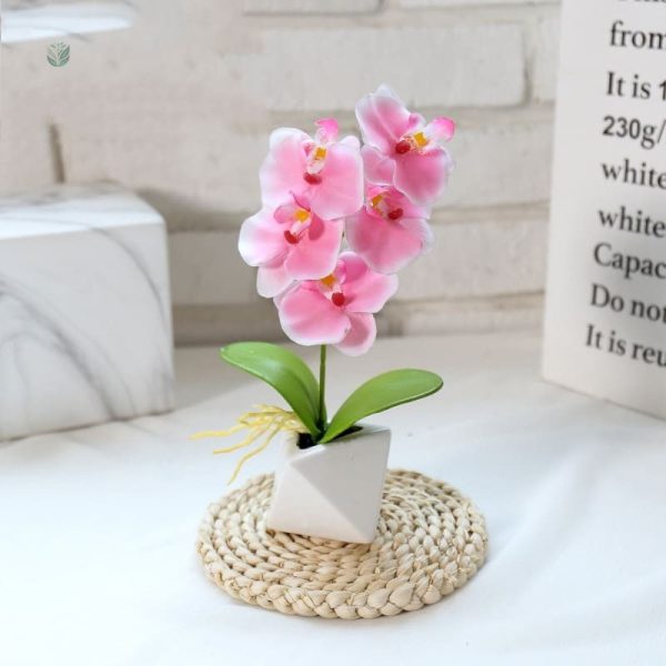 Orchidée Phalaenopsis colorée pour embellir votre espace