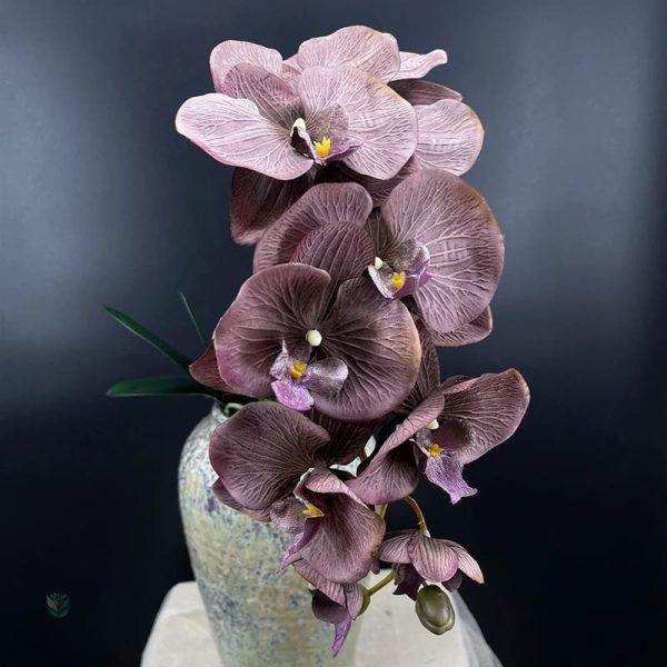 Orchidées haut de gamme pour une décoration sans entretien