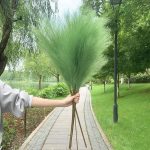 Plante Pampa artificielle pour un look contemporain