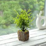 Petite plante en pot, parfaite pour un bureau ou étagère