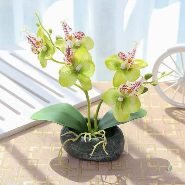 Orchidée miniature, ajout charmant à tout espace de vie