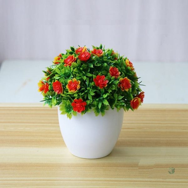 Plante en pot, idéale pour intérieur et bureau