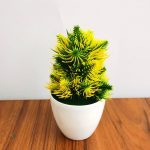 Plante Décorative Pas Chère pour Intérieur