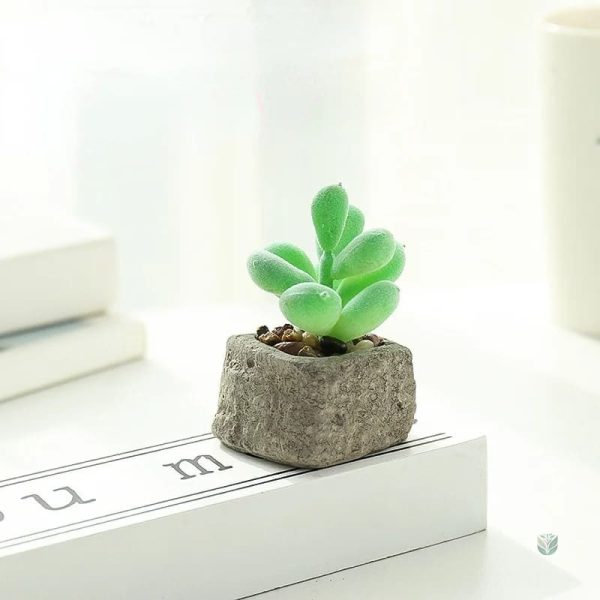 Succulente en pot pour décoration de table