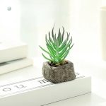 Plante grasse décorative pour espace réduit