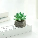 Détails d'une petite plante grasse décorative