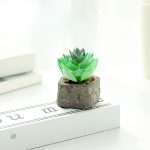 Mini plante grasse en décoration moderne