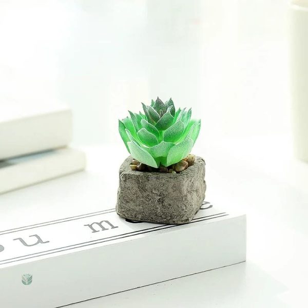 Mini plante grasse en décoration moderne