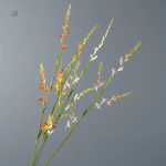 Variété de petites fleurs séchées pour décoration intérieure