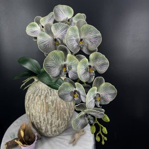Orchidée Phalaenopsis, décoration florale durable