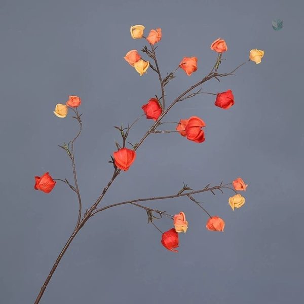 Physalis Alkekengi en version économique pour embellir