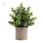 Plante en pot pour décoration moderne