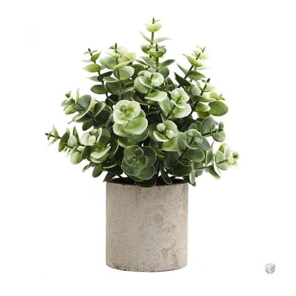 Plante en pot pour décoration intérieure