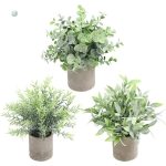 Plante en pot pour décoration élégante