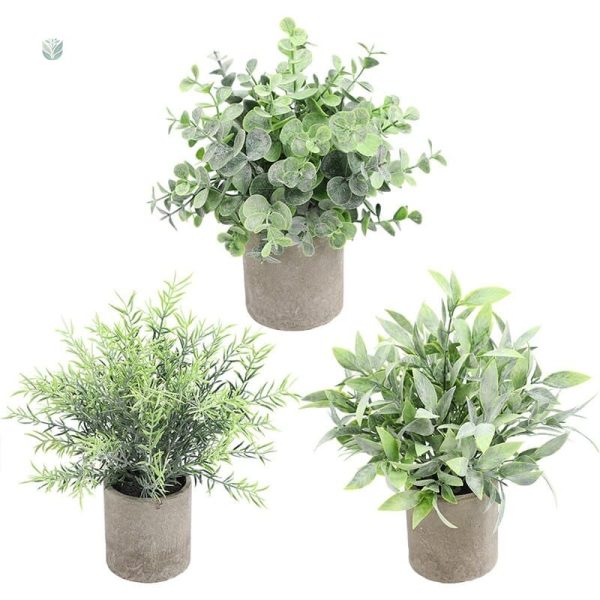 Plante en pot pour décoration élégante