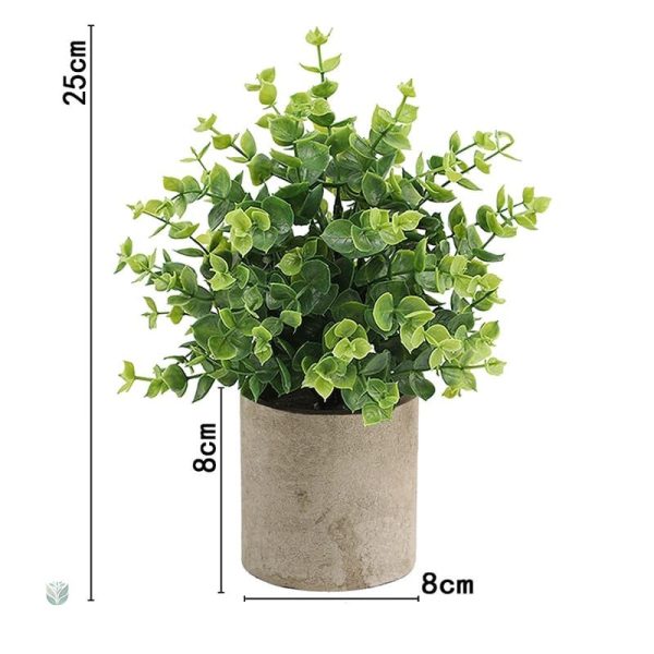 Plante décorative sans arrosage
