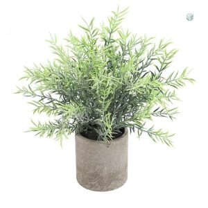 Plante d'intérieur en pot élégant