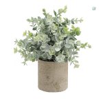Plante décorative sans entretien