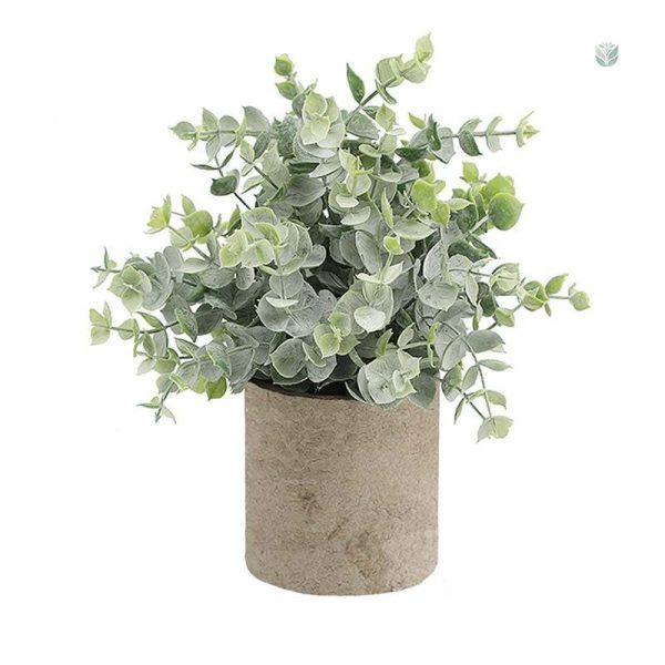 Plante décorative sans entretien