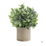 Plante en pot pour espace de vie