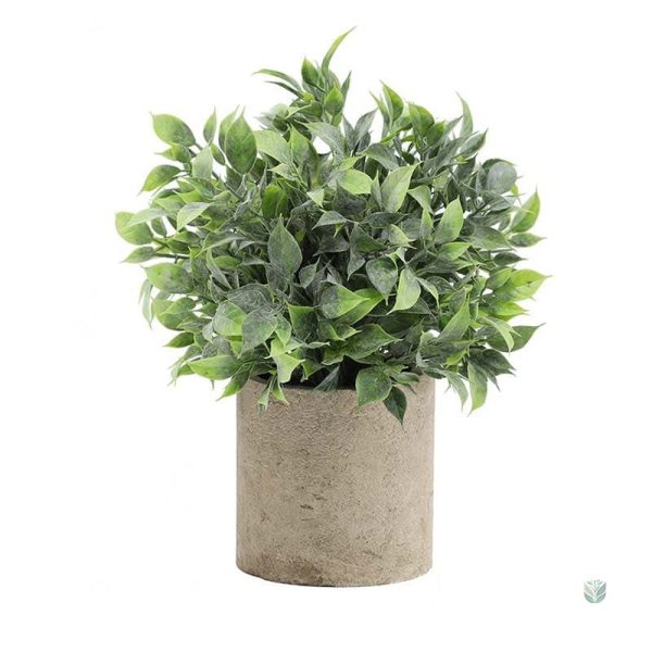 Plante en pot pour espace de vie