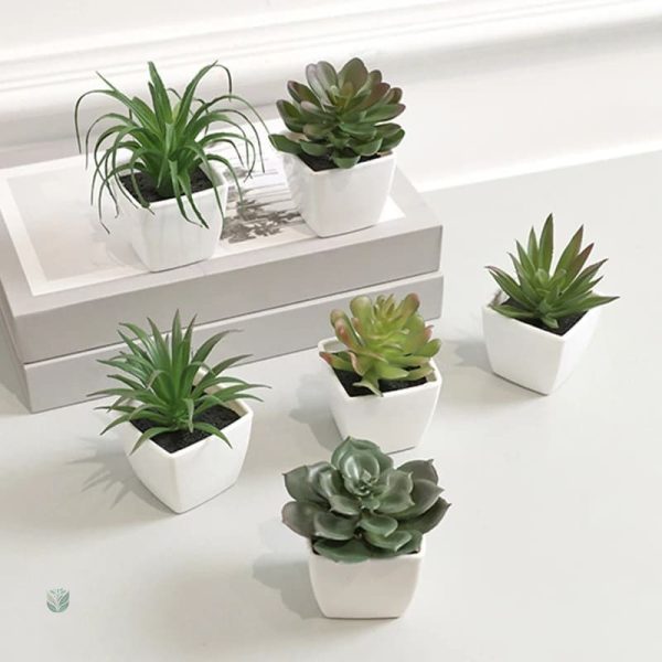 Succulentes décoratives en pot, aspect naturel