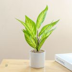 Plante Fausse Déco en intérieur