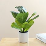 Plante d'ambiance pour maison contemporaine