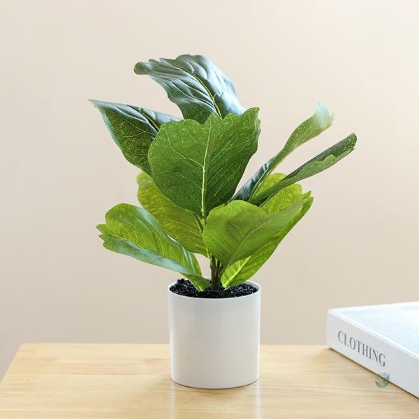 Plante d'ambiance pour maison contemporaine