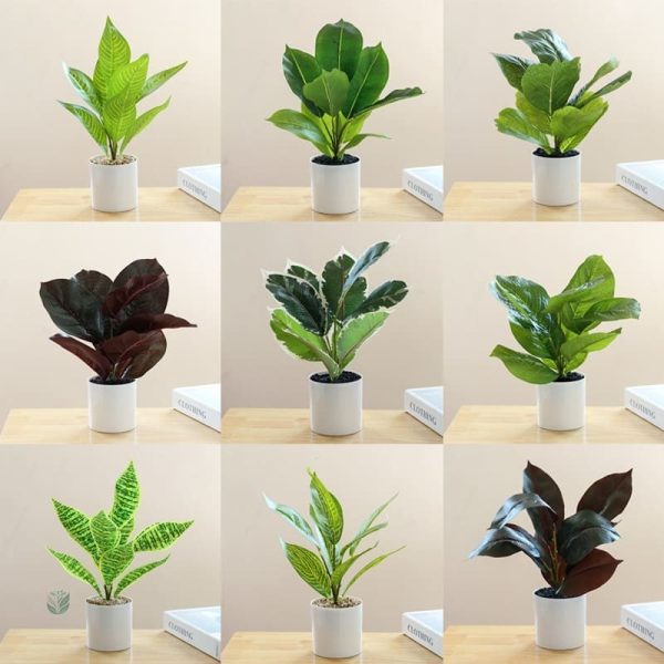 Plante d'intérieur facile à intégrer dans le décor