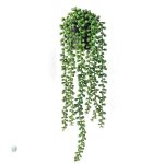 Plante grasse retombante en décoration intérieure artificielle