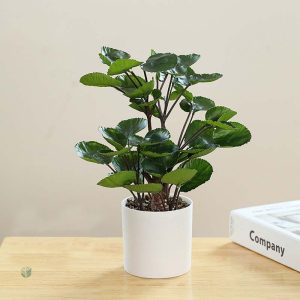 Plante Polyscias artificielle en pot décoratif