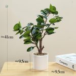 Plante Polyscias, ajout naturel à votre décoration intérieure