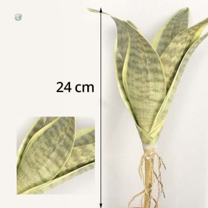 Plante Sansevieria, décoration naturelle sans entretien