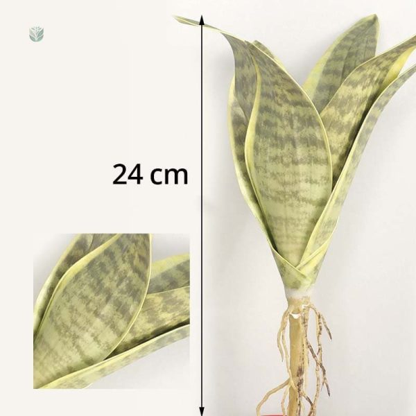 Plante Sansevieria, décoration naturelle sans entretien
