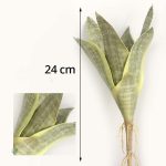 Sansevieria, option durable pour embellir votre espace