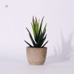 Plantes grasses réalistes à la maison