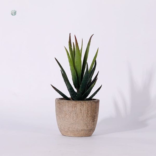 Plantes grasses réalistes à la maison