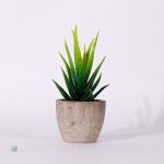 Succulentes en pot pour décoration intérieure