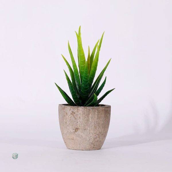 Succulentes en pot pour décoration intérieure