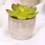 Succulentes décoratives faciles d'entretien