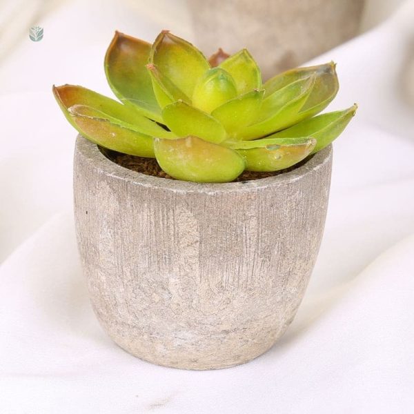 Succulentes décoratives faciles d'entretien