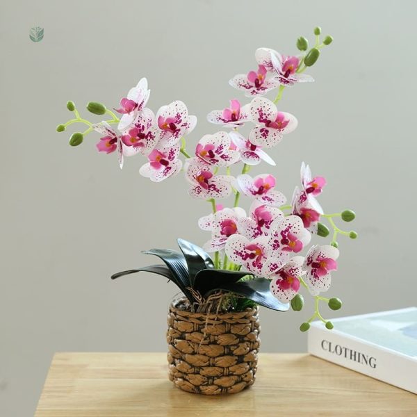 Plantes d'orchidées pour un embellissement durable