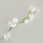 Arrangement de Pois de Senteur pour décoration intérieure