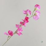 Bouquet de Pois de Senteur, idéal pour la maison