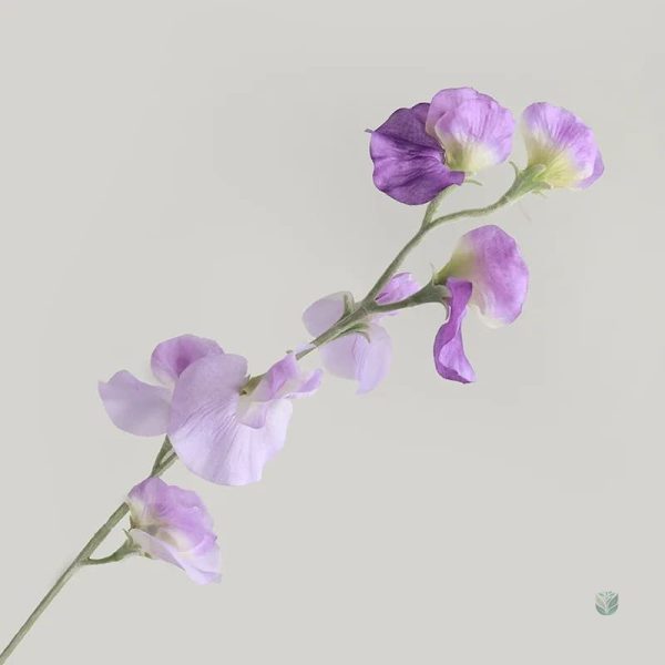 Fleurs de Pois de Senteur, parfaites pour un centre de table