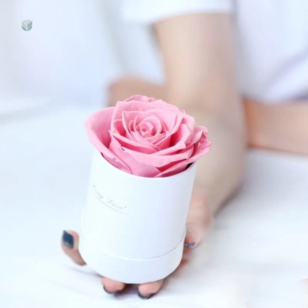 Rose éternelle à prix abordable pour toutes les occasions
