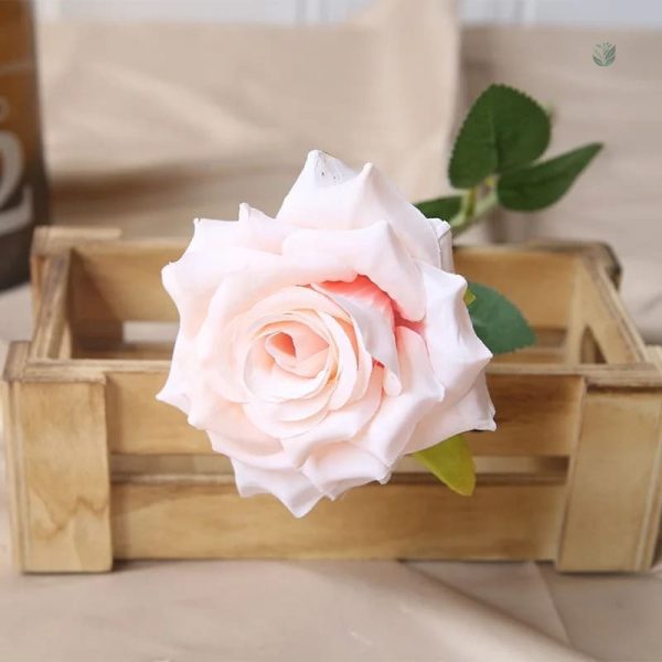 Rose pas cher pour embellir vos espaces