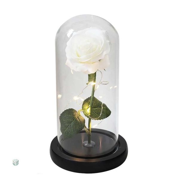 Élégante rose préservée sous verre